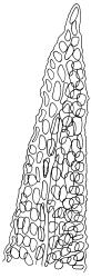 Triquetrella papillata, leaf apex, papillae omitted. Drawn from J.E. Beever 10-96, AK 332724.
 Image: R.D. Seppelt © R.D.Seppelt All rights reserved